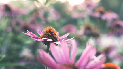 Close up photo of beautiful pink flower growing with nice blur details in background. - 268295336