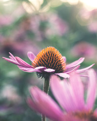 Close up photo of beautiful pink flower growing with nice blur details in background. - 268295351
