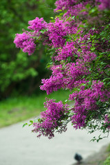 Obraz premium Spring branch of white blooming lilac in Central Park