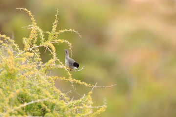 Sardinian warbler in Faro in Portugal