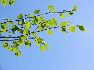 Birch branch on sky background