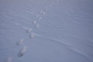 東京都新宿区の公園の雪の上の足跡