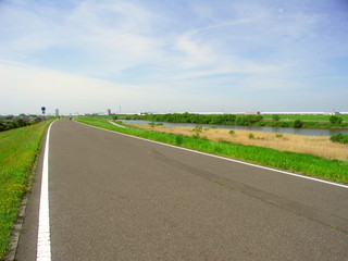 コメツブツメクサ咲く土手の江戸川サイクリング道路風景