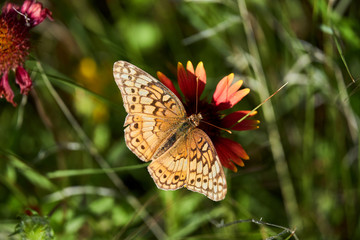 A variegated fritillary butterfly with its wings spread open, resting on a Indina Blanket Firewheel flower.