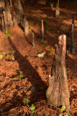 東京都新宿区の公園のメタセコイアの根っこ
