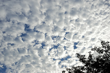 東京都新宿区の公園で見たたくさんの雲