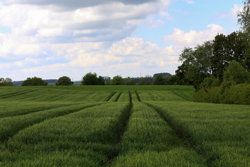 Fototapeta na wymiar Spring landscape with green fields of winter wheat