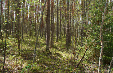 Summer green european forest with trees and bushes.