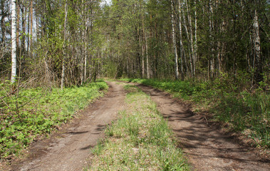Fototapeta premium Summer green european forest with trees and bushes.