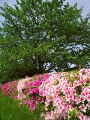 桜の若葉と躑躅咲く風景