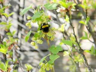 bumblebee on spring currant. pollination