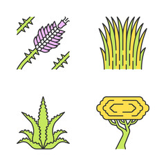 Desert plants color icons set