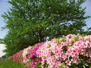 桜の若葉と躑躅咲く風景