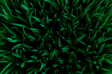 Grass top view minimalistic background. Emerald green lawn close up. Foliage plant leaves abstract backdrop. Botany and nature concept. Flowers fresh spring twigs texture. Landscaping, greenery