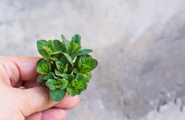 Fresh, young green mint on a concrete background in a man's hand. Top view with copy space