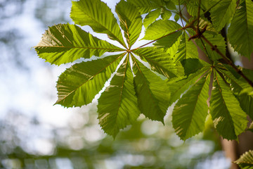 Leaves