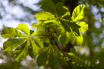 Leaves backlit