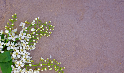 white bird cherry flowers on concrete background, flat lay with copy space