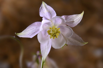 Rosy flower of aquilegia
