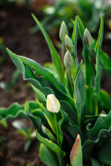 Fototapeta na wymiar Young white tulip flower growing in spring garden.
