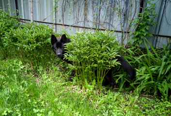 .a beautiful black dog hid behind a green bush in the garden. playing hide and seek