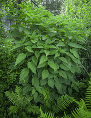 green large nettle grows in a garden under a tree