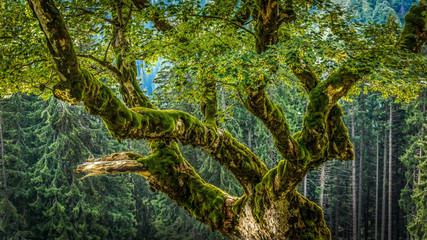 Mit Moos bedeckte formschöne Eiche