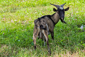 goat stand in Green Meadow Grass