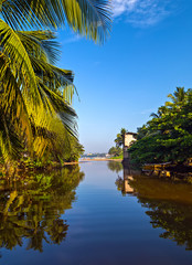 Obraz premium Green Palm branches or coconut palm leaves. River in jungle