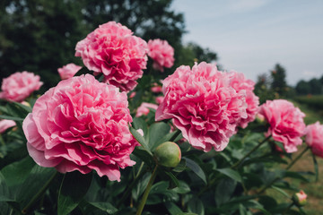 Gorgeous pink fluffy peony flowers blooming in the garden
