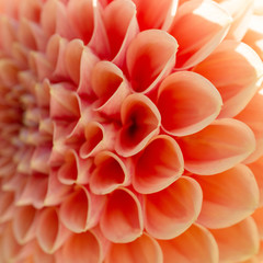 Petals of dahlia flower close-up, soft focus