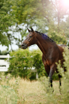 Pferd_02