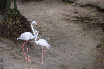 Portrait of a beautiful pair of young pink flamingos contrasting with the forest edge