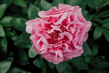 Gorgeous fluffy pink peony flower in full bloom, close up