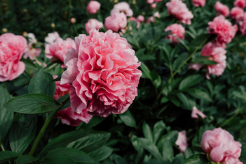 Gorgeous pink fluffy peony flowers blooming in the garden
