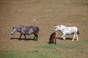 pony with foal in the pasture