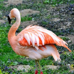 The Chilean flamingo (Phoenicopterus chilensis) closeup