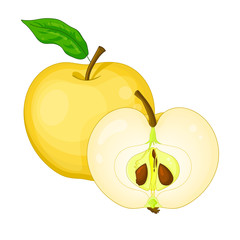 Yellow apple isolated and half cut apple. Vector illustration.