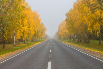 Autumn foggy road with birch