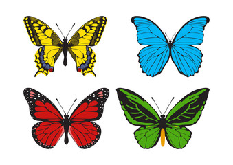 Plakat Butterfly set: Papilio machaon, Morpho didius, Danaus plexippus, Ornithoptera priamus. Vector Illustration.