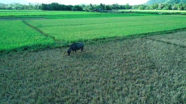 Aerial shot of water buffalo (carabao) eats grass in the field. Palawan island, Philippines.