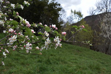 Rama de arbol de manzano en el campo
