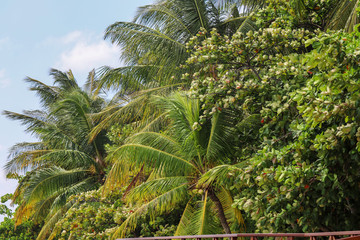 Fototapeta na wymiar coconut palms