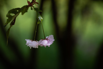 two blossoms of a cherry tree, plenty of space for text, isolated on blurred background