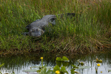sleeping alligator between grass of a swamp area