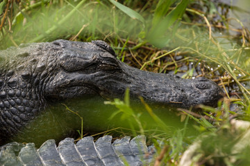 Fototapeta premium sleeping alligator between grass of a swamp area
