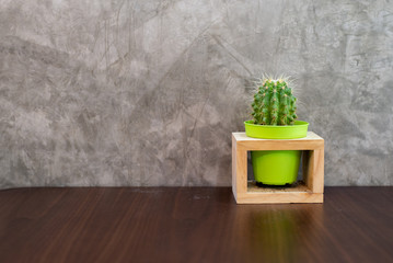 cactus in a pot on the wall