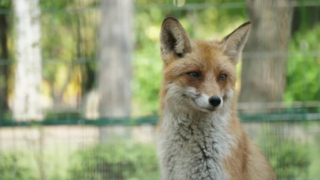 Cute red fox turning head and smiling in zoo with birch trees in spring in slo-mo  