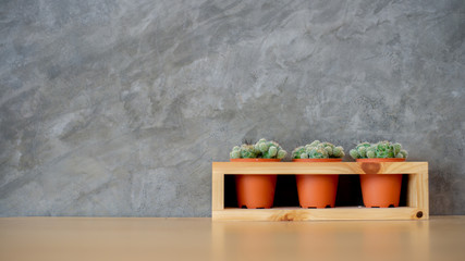 cactus in a pot on the wall