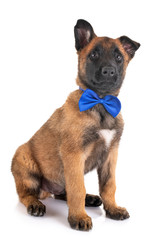 Obraz premium puppy malinois in studio